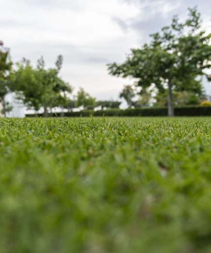 Low view in the grass with a garden view