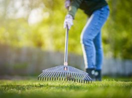 Picture of grass rake in the garden