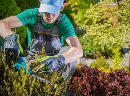 Caucasian Gardener in His 30s Working in a Garden. Trimming Plants Using Electric Cordless Trimmer.