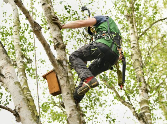 The worker on giant tree